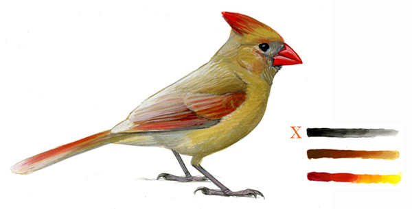 Cardinalis_abberrant_026fawn_webkey