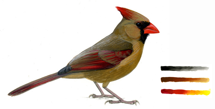 Cardinalis_normal_027_webkey