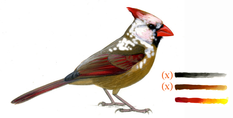 Cardinalis_partleucistic_027_webkey