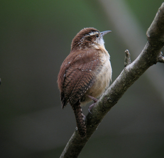 CarolinaWren248180943