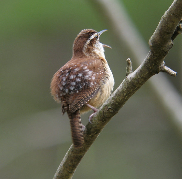 CarolinaWren248180945