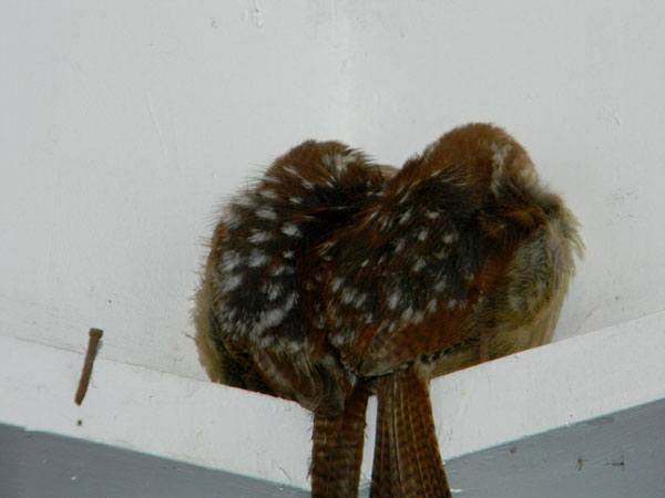 Carolina_Wren_sleeping_DSCN0801