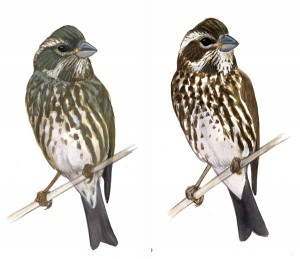 Carpodacus_purpureus_fem_comp_web