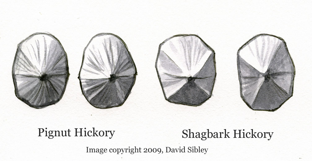 Nuts viewed end-on; Pignut Hickory (two on left) and Shagbark Hickory (two on right). Image copyright David Sibley.