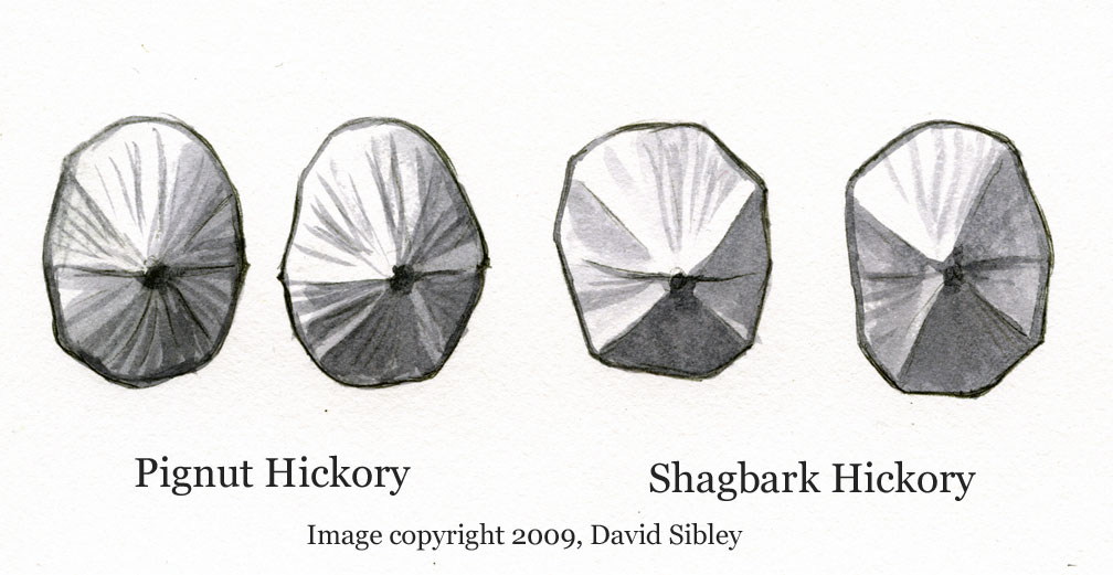 Carya_nutshape Nuts viewed end-on; Pignut Hickory (two on left) and Shagbark Hickory (two on right). Image copyright David Sibley.
