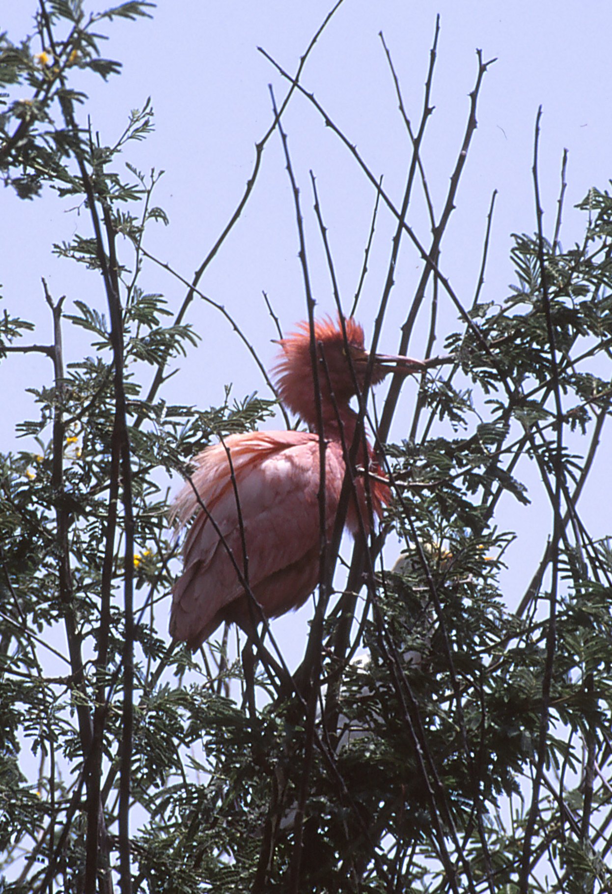 Cattle egret_1