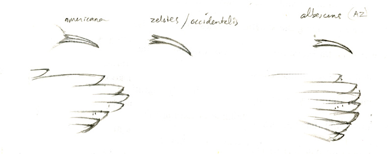 Certhia_americana_sketch1_web