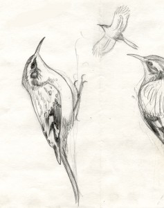 Certhia_americana_sketch2_web