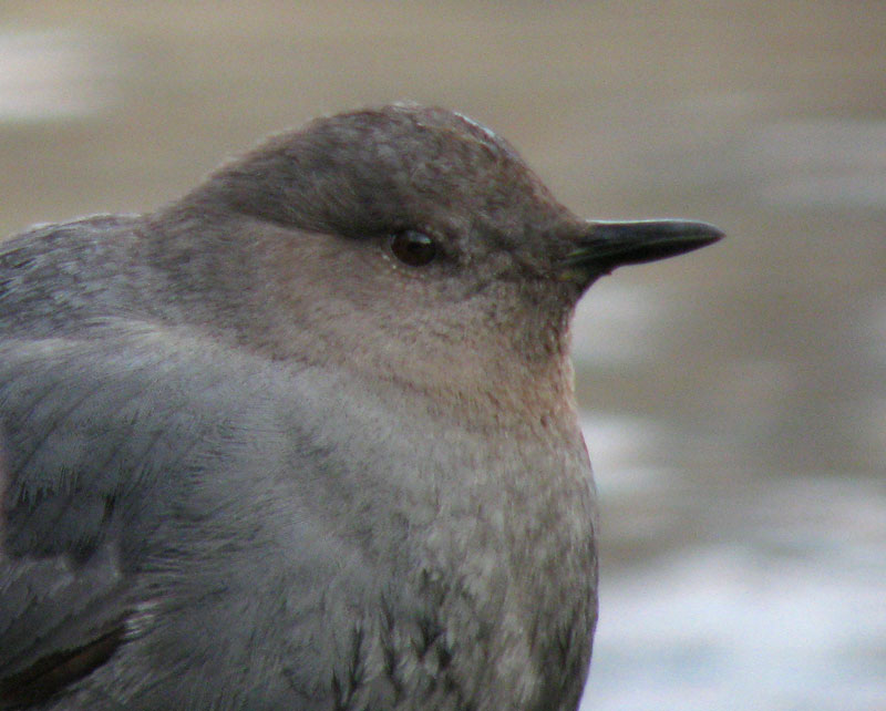 Cinclus_WY_IMG_0722_2013-03-27_eyelid_open