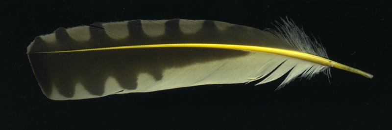 Colaptes_auratus_feather332