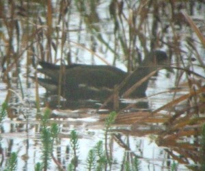 Common-Moorhen-14-Oct-2010-Shemya