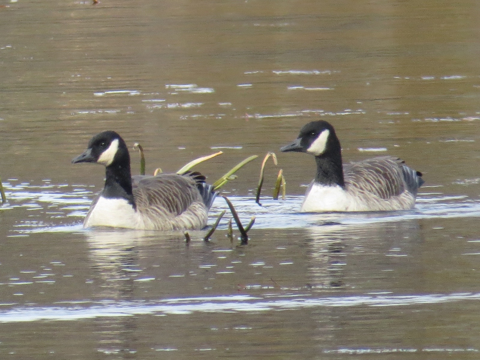 Two Cackling-ish Geese. Concord, MA, 5 Nov 2014.
