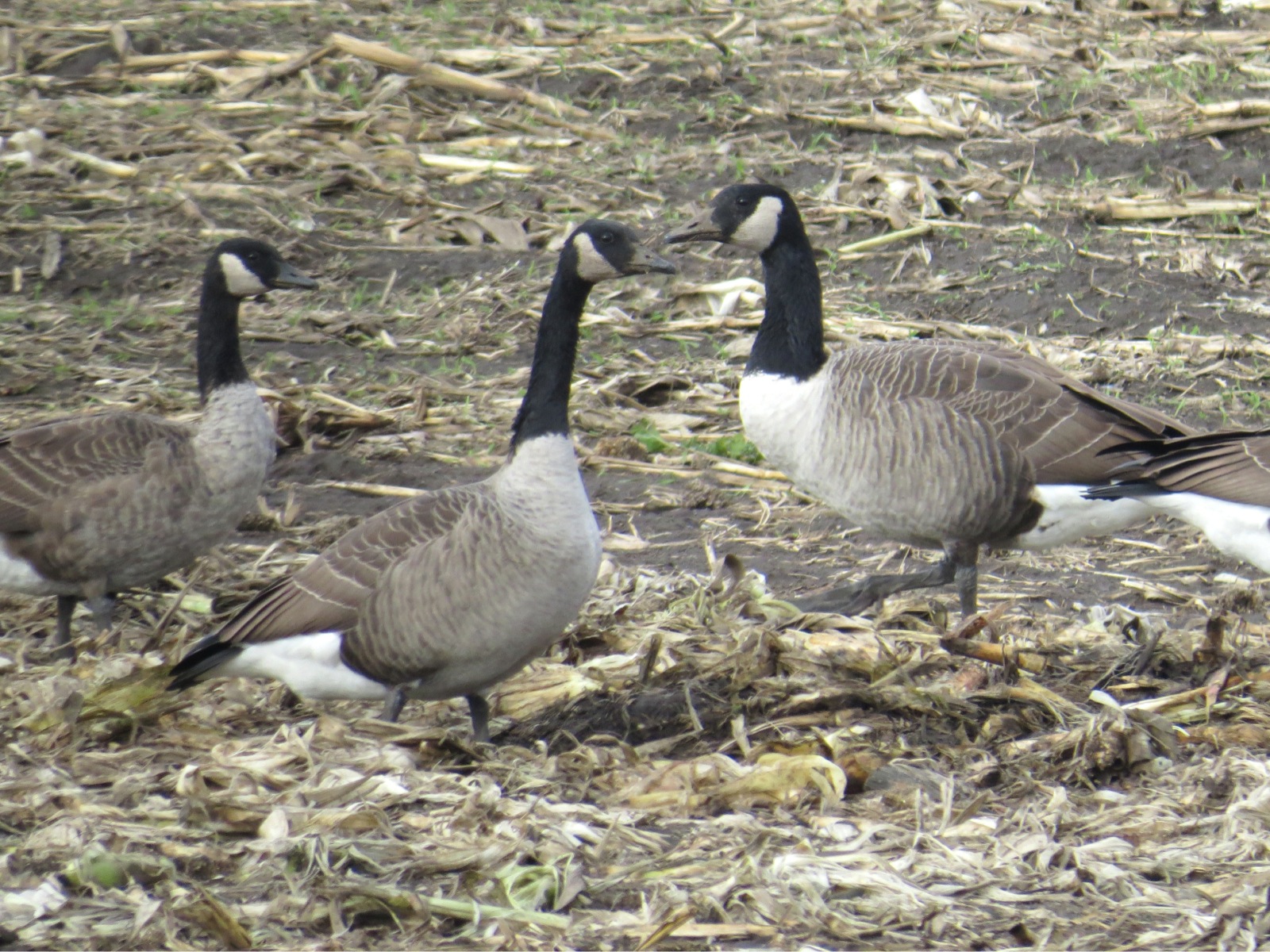 Acton, MA, 7 November 2014. Photo copyright David Sibley.