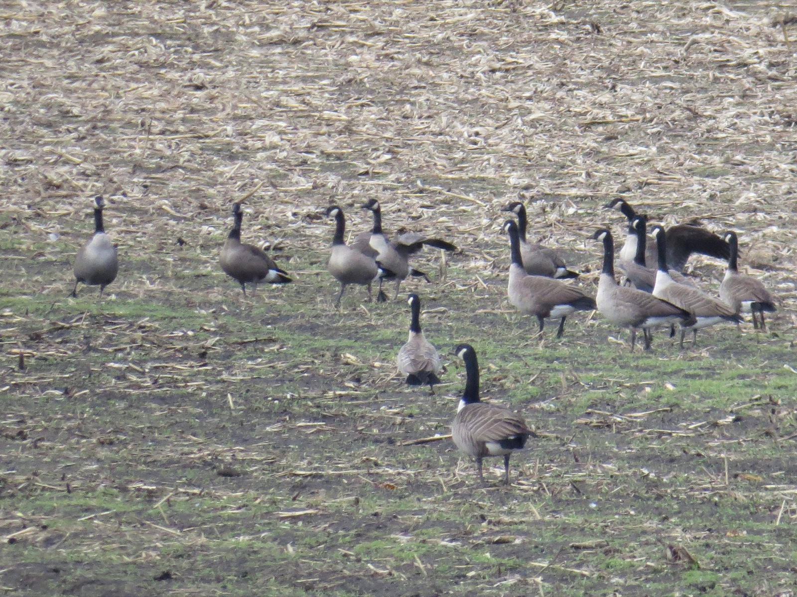 Canada Goose (front) and Cackling Goose (second from front), with a mix of intermediate birds beyond. Acton, MA, 7 Nov 2014. Photo copyright David Sibley