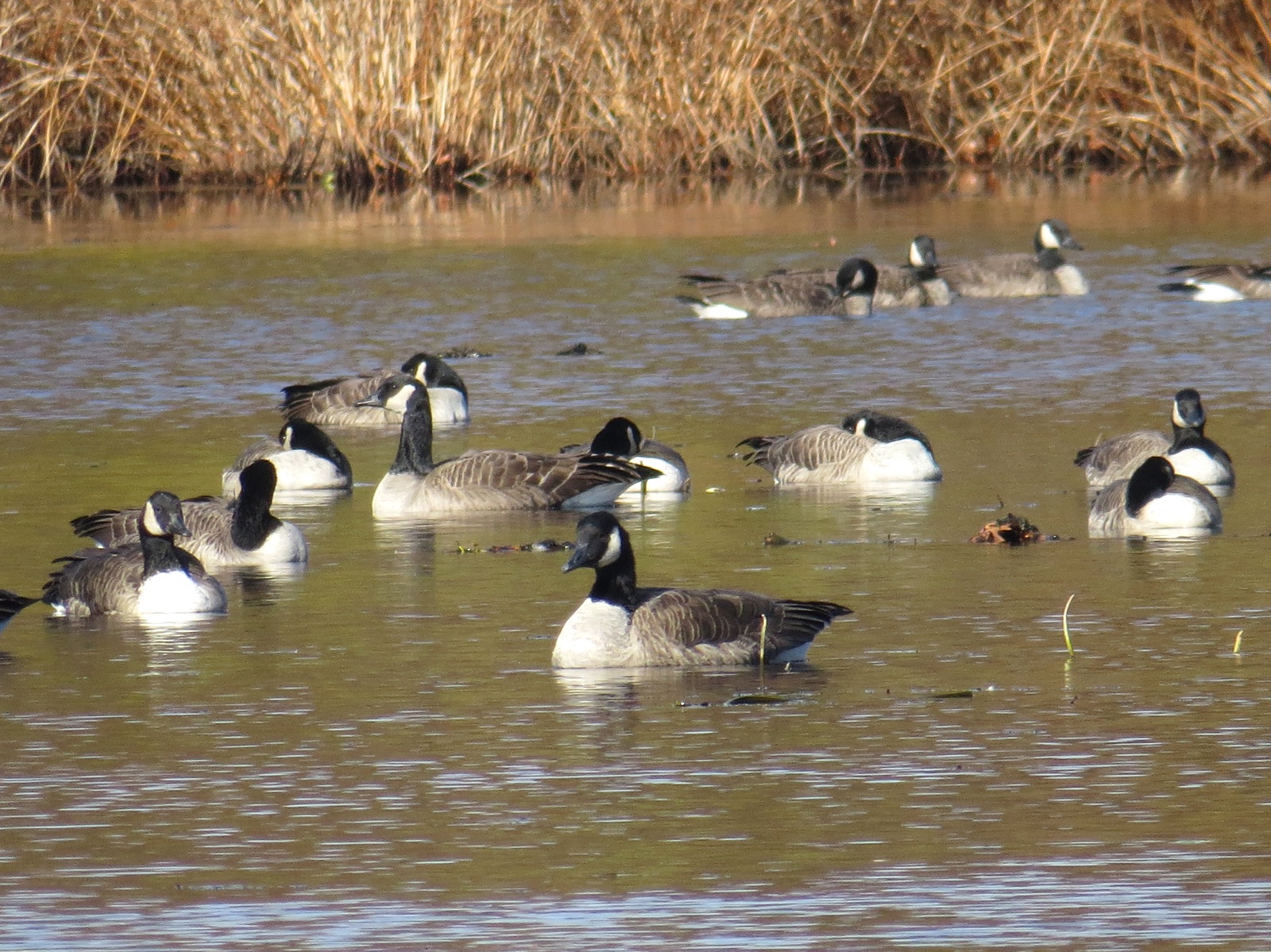 Canada Goose (center foreground) and many Cackling-ish Geese. 8 Nov 2014, Concord, MA. Photo copyright David Sibley.