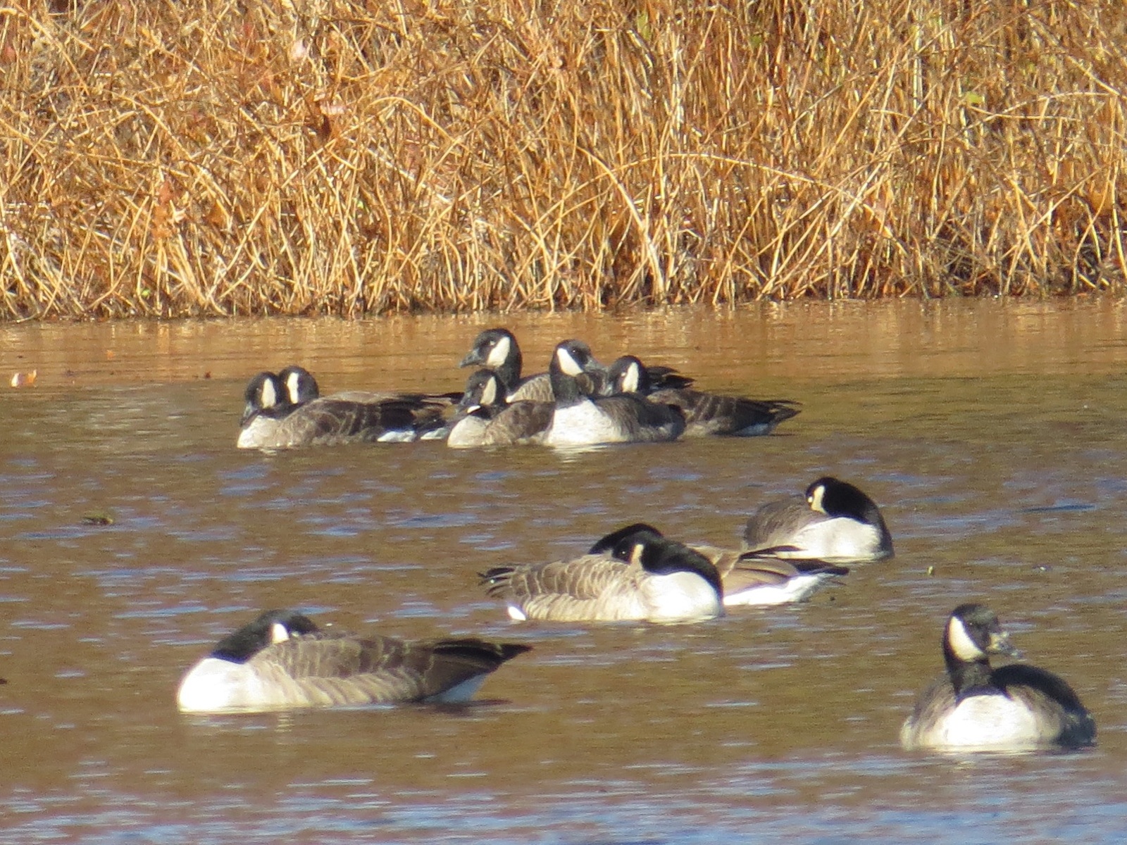 A whole family of Cackling-ish geese (back). Concord, MA, 8 Nov 2014. Photo copyright David Sibley.