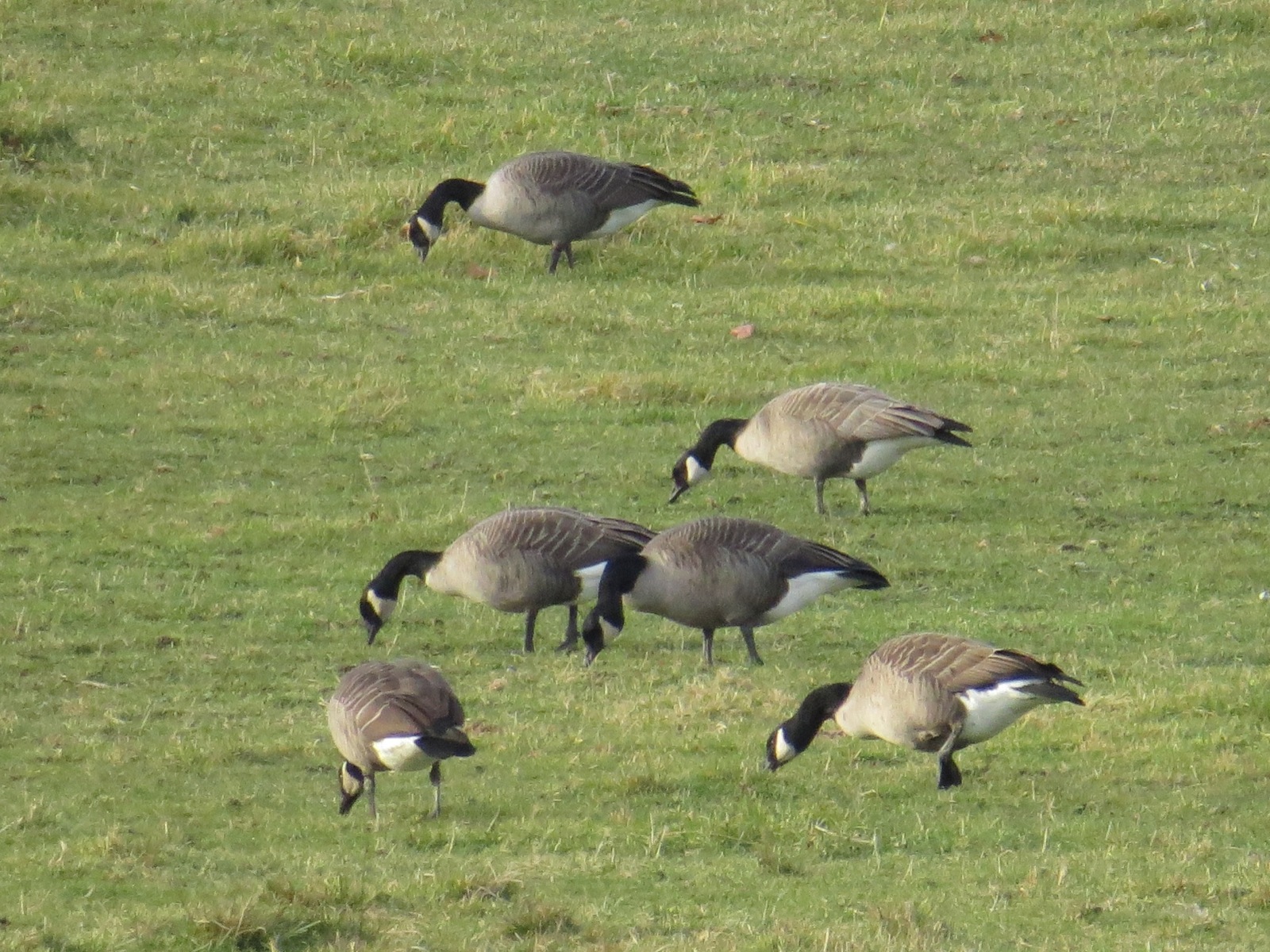 A Cackling-ish Goose (back right) surrounded by a variety of slightly less Cackling-ish geese. Concord, MA, 9 Nov 2014. Photo copyright David Sibley.