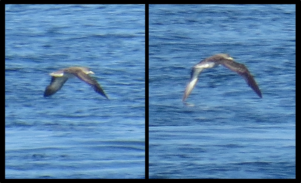 Cory's Shearwater_GGI_Sep2015_compare_web