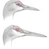 Distinguishing subspecies of Sandhill Crane