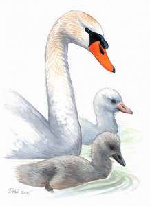 Cygnus_olor_MuteSwan_clean_thumb