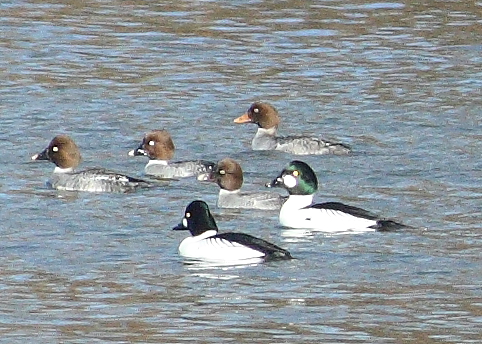 Common Goldeneye  Audubon Field Guide