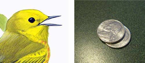 Dendroica_petechia_Yellow_Warbler_crop_web
