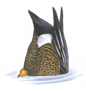 Duck_quiz5