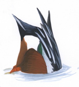 Duck_quiz6