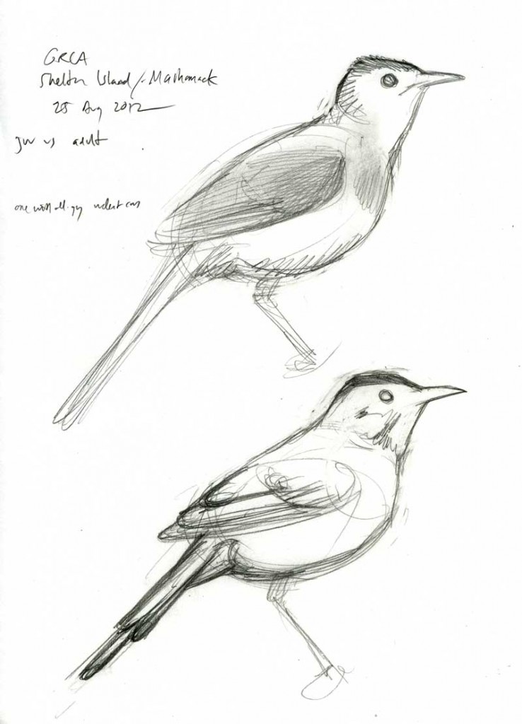 How to Draw Birds 8 Techniques and Tips  Artists Network