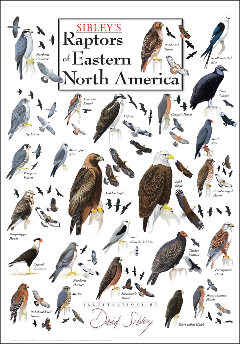 Sibley S Raptors Of Eastern North America Poster Sibley Guides,Easy Free Crochet Shawl Patterns