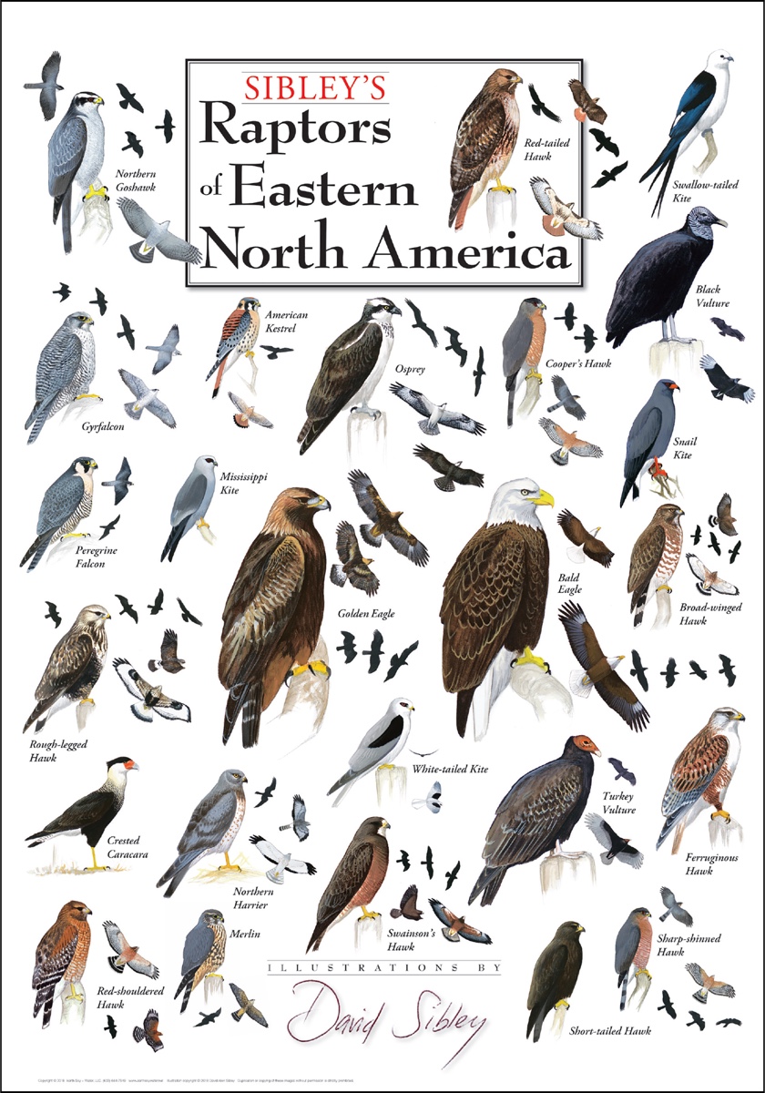 Bird of Prey Poster