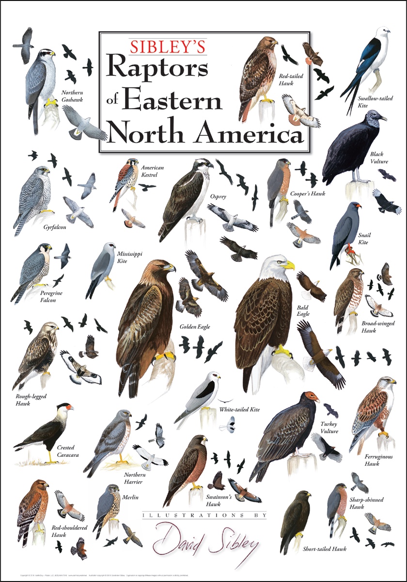 Animal Tracks of the North Eastern United States' Posters 