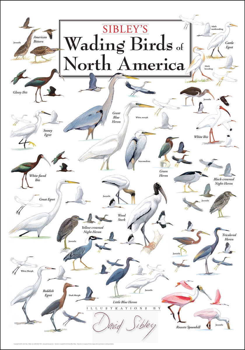 Sibley’s Wading Birds of North America Poster