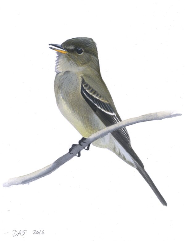 Eastern Wood-Pewee original art