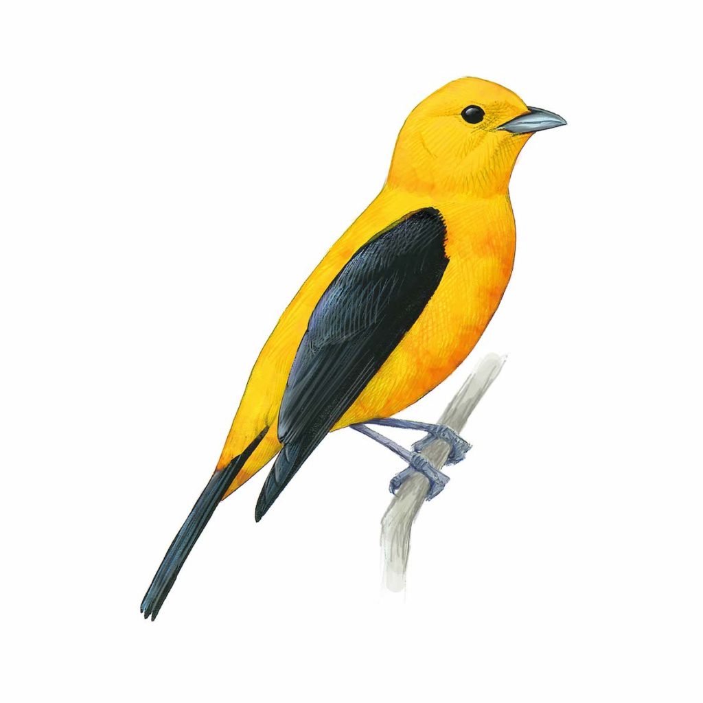 Scarlet Tanager with brilliant yellow color - original art by David Sibley