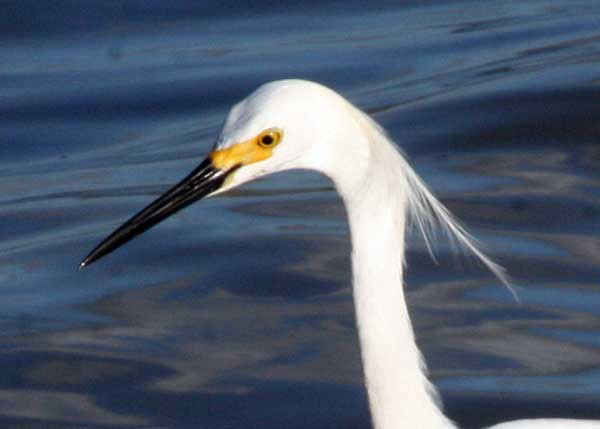 Egretta-Jaramillo-2008-78_web
