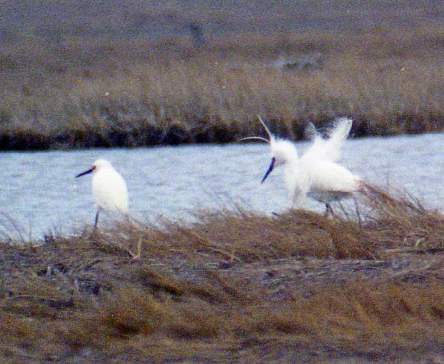 Egretta-Mirick-1990-75_web