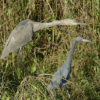 Dark heron/egret