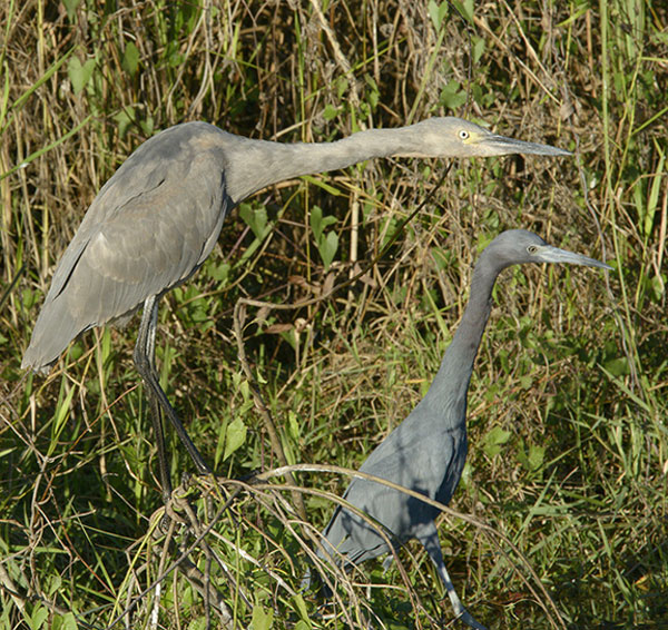 Egretta_WHorden_FL_DSC2242_web