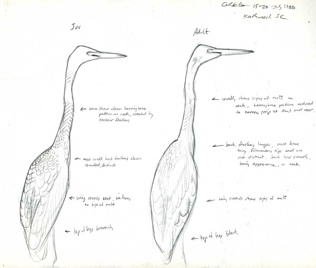 Egretta_alba_sketch_312_web