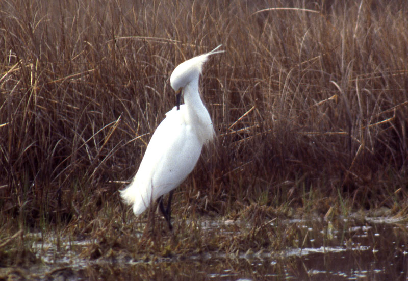 Egretta_garzetta_hybrid_HammonassetSP_CT_10May1995_RSchwartz_004_cropweb
