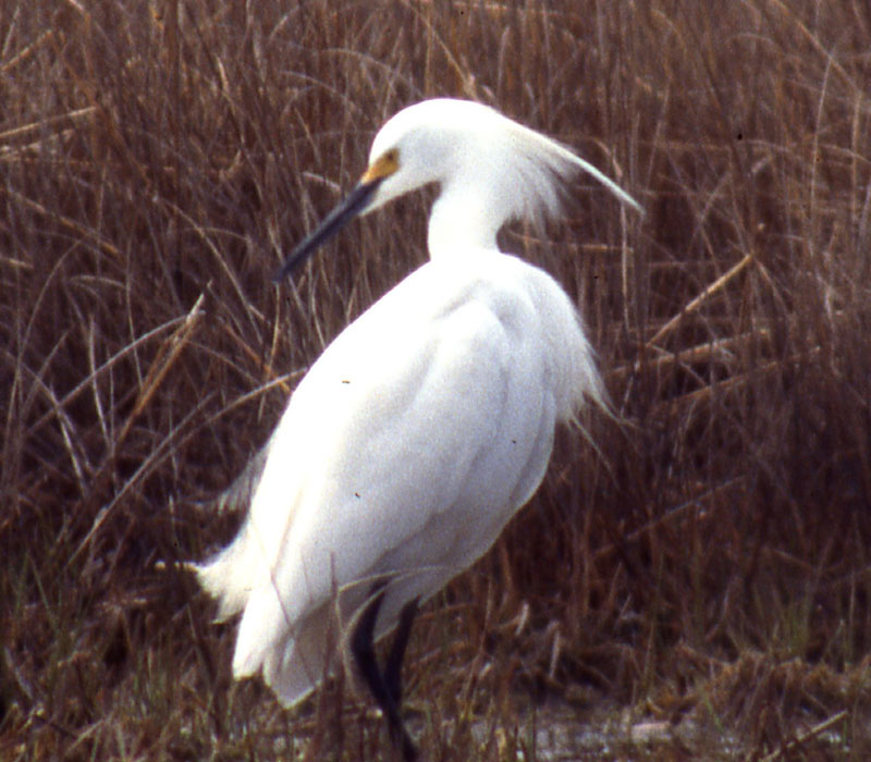 Egretta_garzetta_hybrid_HammonassetSP_CT_10May1995_RSchwartz_008_cropweb