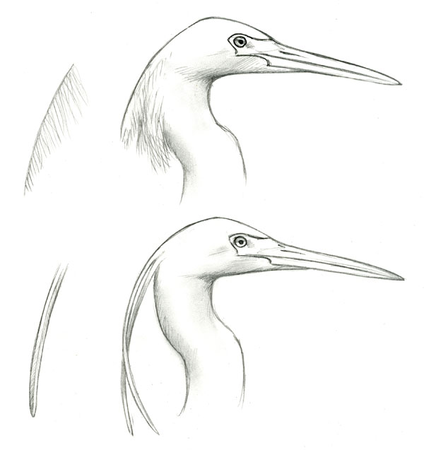Egretta_garzetta_plumes009_web