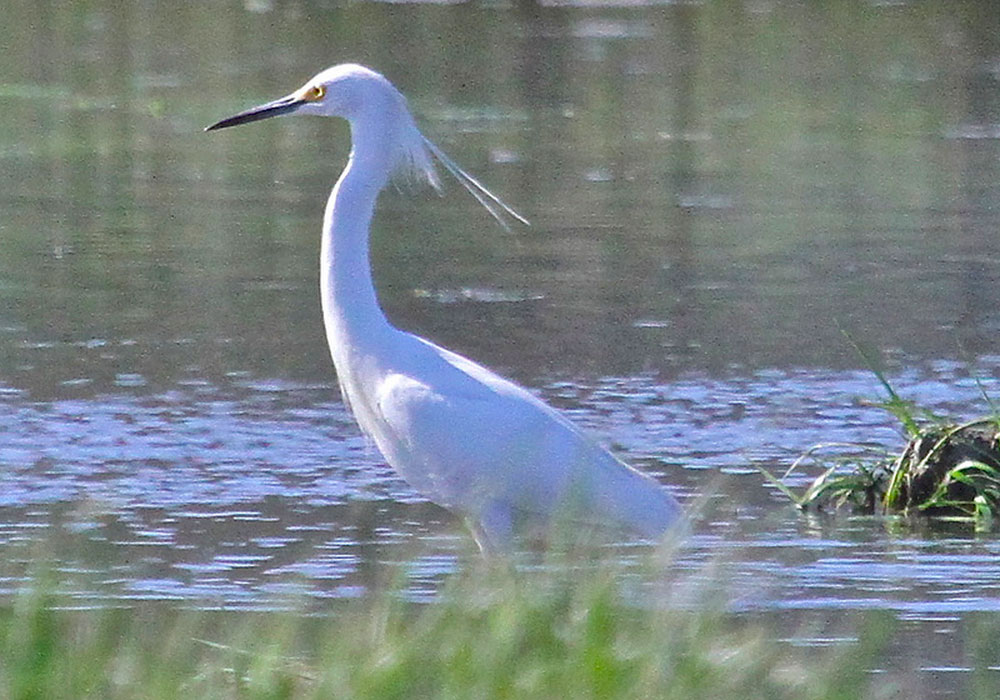 Unusual egret at Cockle Cove in Chatham, MA, 16 May 2013. Photo copyright Mary Keleher, used by permission. Clicking the photo links to the original on Flickr.