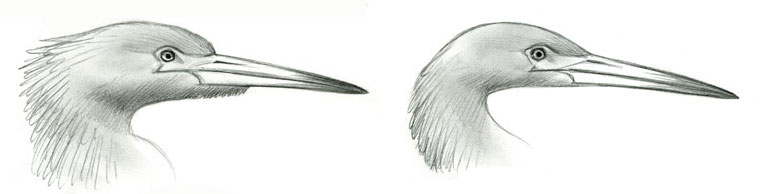 Egretta_rufescens_billsize_comparison_web