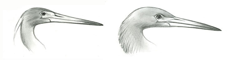 Egretta_rufescens_tricolor_billsize_comparison_web