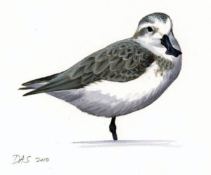 Eurynorhynchus_pygmeus_paint1.jpeg_thumb