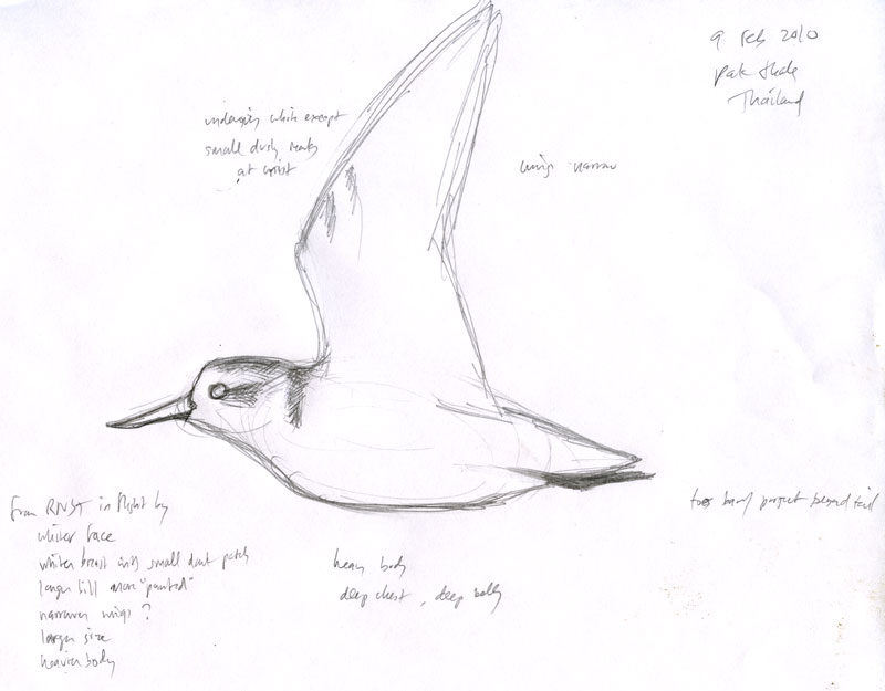 Eurhynorhynchus_pygmeus_sketch-10