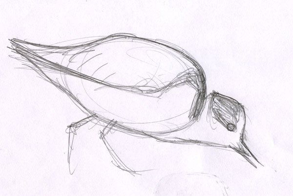 Eurhynorhynchus_pygmeus_sketch-11
