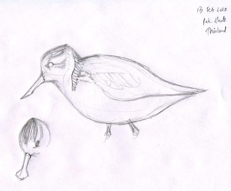 Eurhynorhynchus_pygmeus_sketch-13
